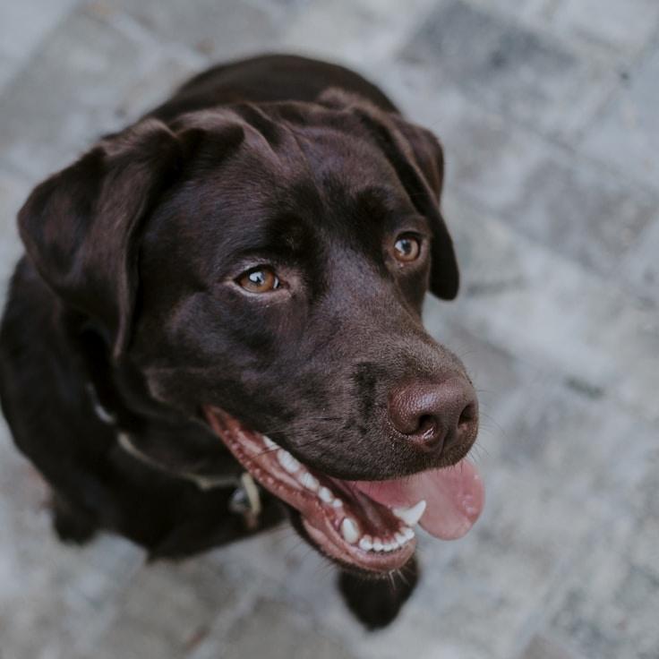 Portrait of a community mentor and Italian cuisine specialist